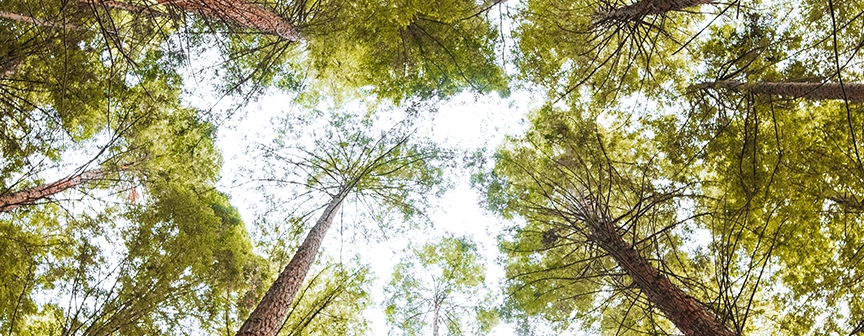 A point-of-view photograph of the sky from within the forrest. Tall trees are visible throughout the shot.