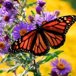 A monarch butterfly perches on a purple flower. Yellow flowers are seen in the background.