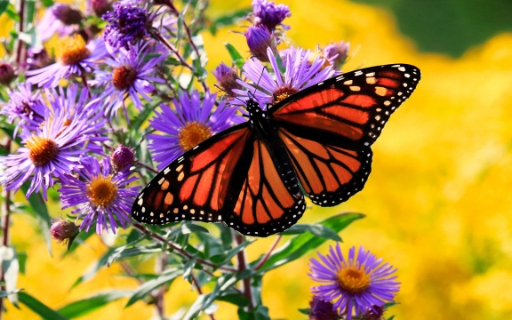 A monarch butterfly perches on a purple flower. Yellow flowers are seen in the background.