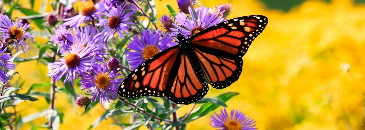 Monarch Club