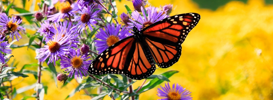 A monarch butterfly perches on a purple flower. Yellow flowers are seen in the background.