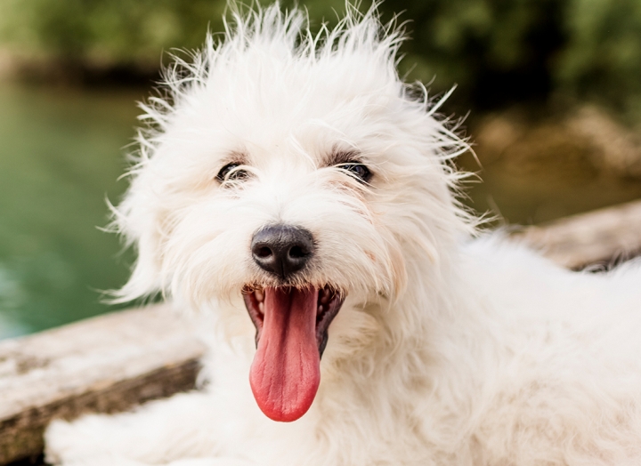 Pampered Pets