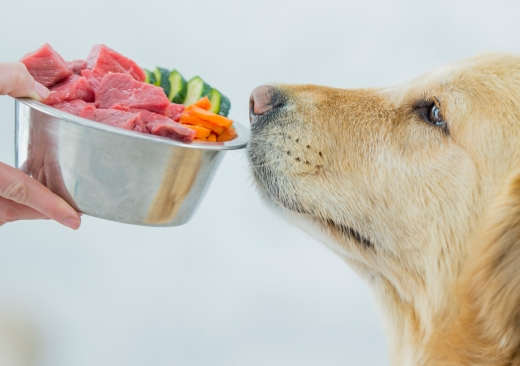 Pampered Pets 4