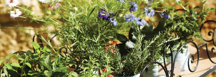 Natural Spa Ingredients