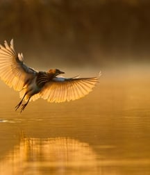 Birding & Boat Cruise