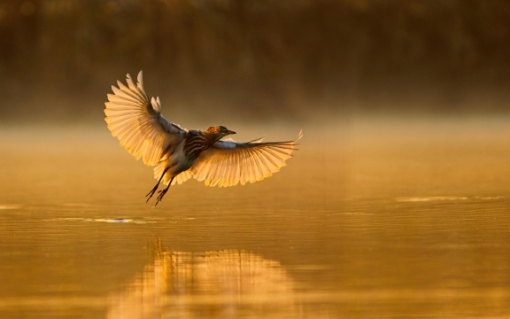 Birding & Boat Cruise
