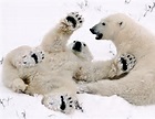 Polar Bears Playing in the Snow