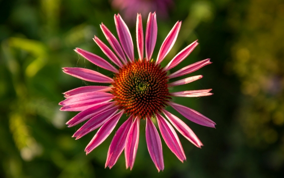 A pink daisy with a burnt orange center is in focus with greenery out of focus in the background.