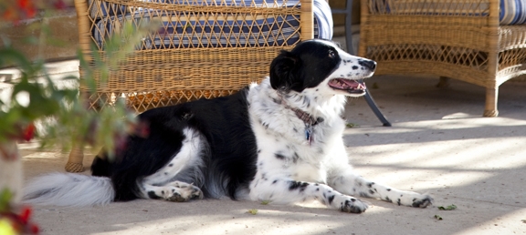 Paws by the Lake | Dogs and the Lake Were Made for Each Other! 2