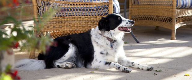 Paws by the Lake | Dogs and the Lake Were Made for Each Other! 2