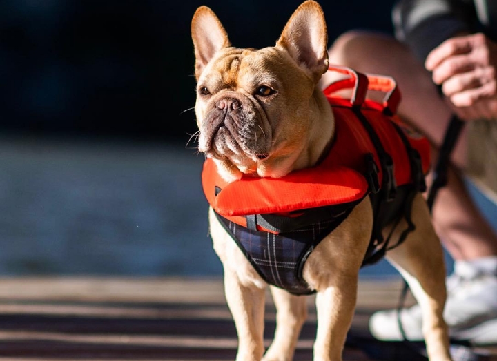 Paws by the Lake | Dogs and the Lake Were Made for Each Other! 5
