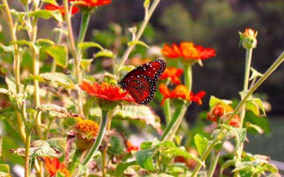 A butterfly in the garden