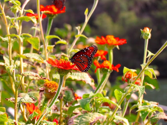 A butterfly in the garden