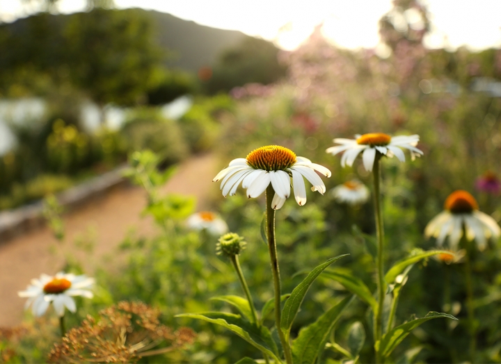 A white daisy with a burnt orange center under sunlight is in focus with greenery out of focus in the background.
