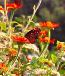monarch butterfly on red flower at Lake Austin Spa Resort