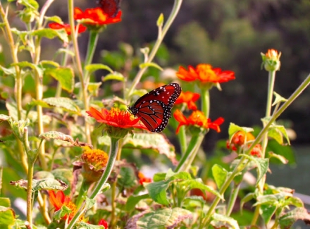 monarch butterfly on red flower at Lake Austin Spa Resort