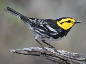 golden cheeked warbler bird on branch. Copyright Bryan Calk