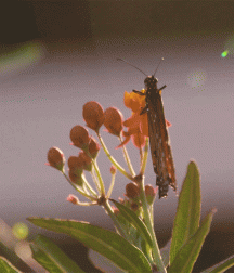 gif of monarch butterfly opening and closing its wings on a flower