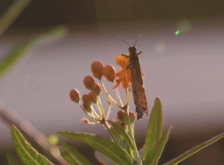 gif of monarch butterfly opening and closing its wings on a flower
