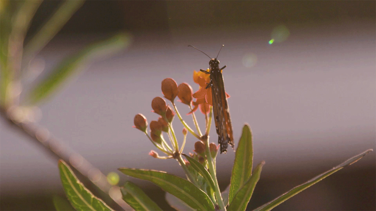 gif of monarch butterfly opening and closing its wings on a flower