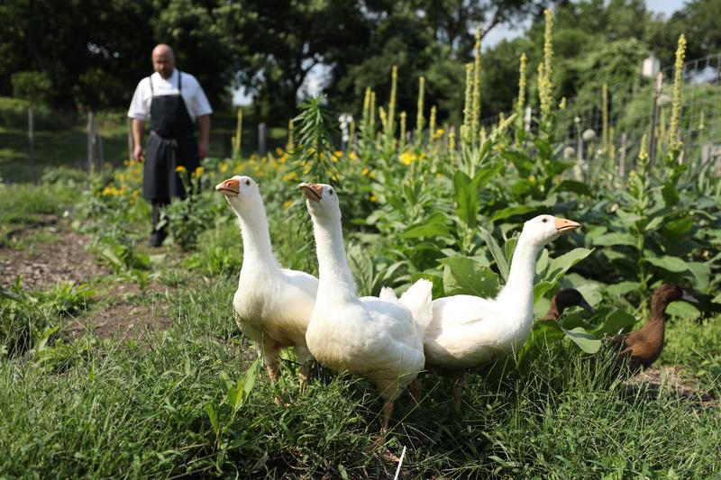 Chef Stephane and ducks at Lake Austin Spa Resort