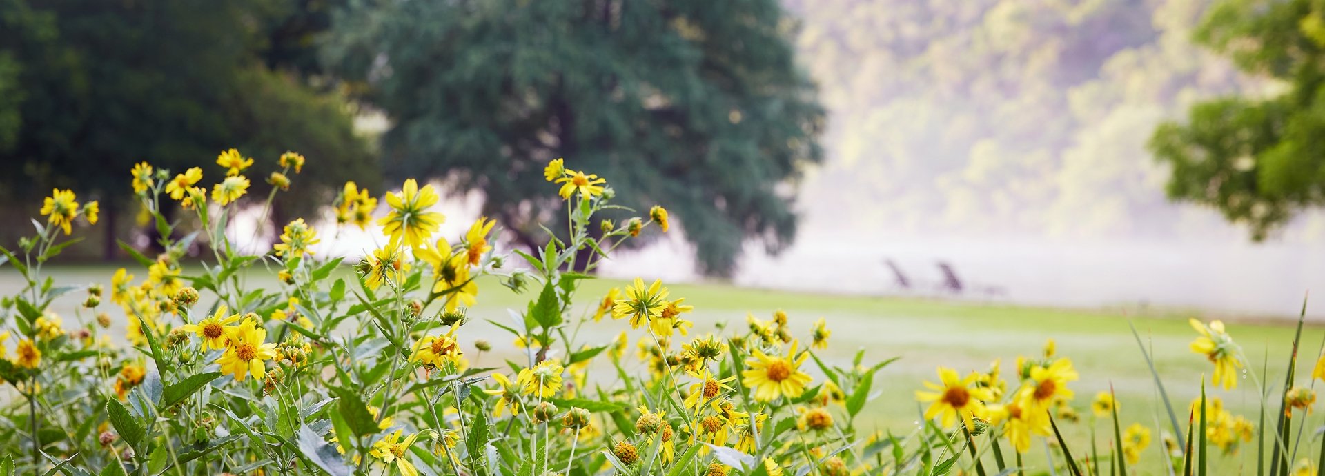 Yellow flowers with the lake behind