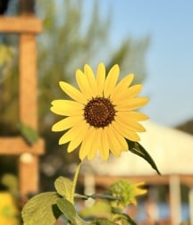 Close-up of a yellow sunflower in soft sunlight