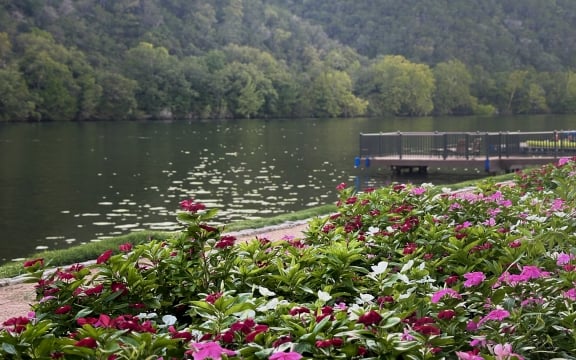 Blooming purple flowers by the lake